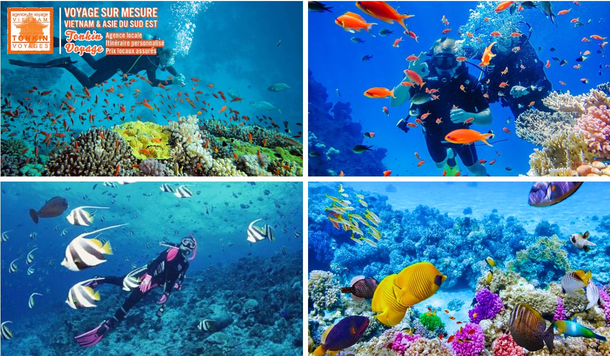 Plong&eacute;e sous marine au Vietnam snorkling au Vietnam Quel niveau faut-il pour plonger au Vietnam ?